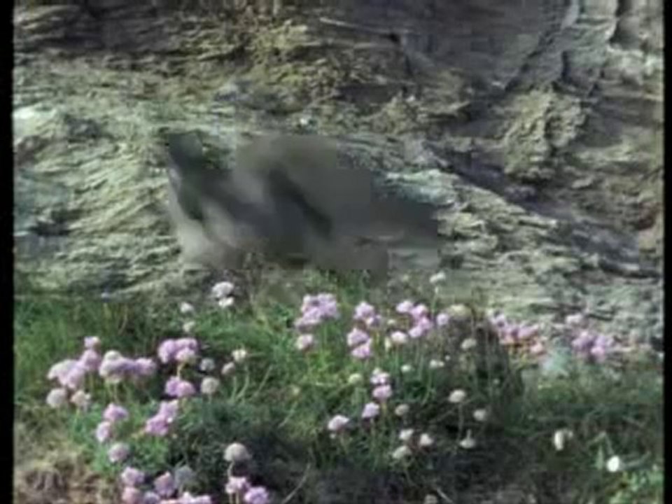 Güvercinlerin Korkulu Rüyası - Yırtıcı Kuşlar