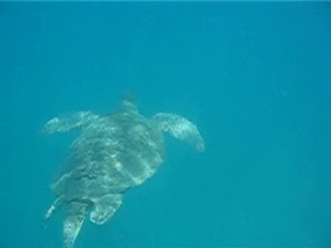 Nage avec une tortue à Perhentian Island en Malaisie ou