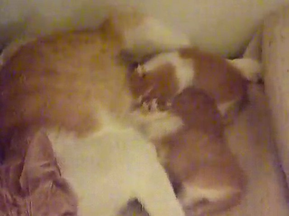 Famille recomposée