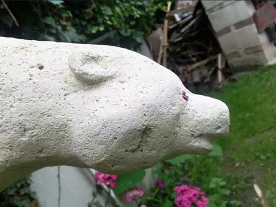 l'ours a frzncois