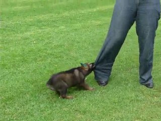 PASTOR ALEMAN CACHORRITO HIJO DE KARO LUBINOV SLOVAKIA