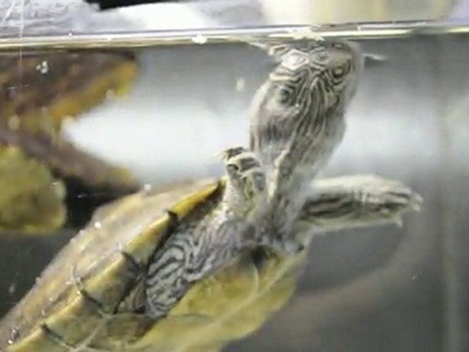 les trachemy et graptemys