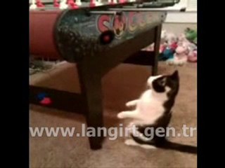 Forum Langırt - Kedi Langırt Oynarsa...