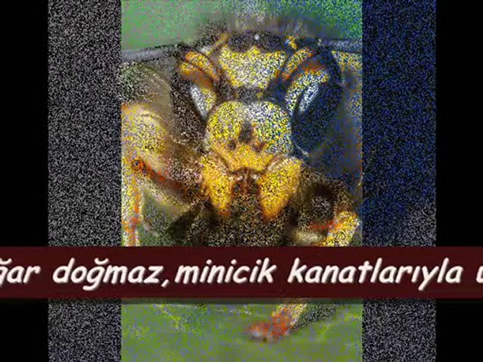 Arılar ve insanlar-2