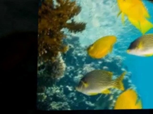 Scuba Diving Florida Keys - Florida Keys Scuba Diving Guide