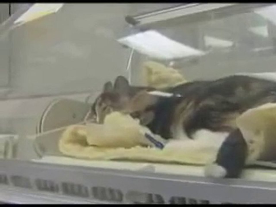 Heartworms can Infect Cats, Too
