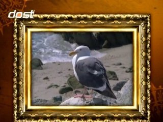 2HAYATÜS SAHABE PEYGAMBER EFENDİMİZİN HAYATI2