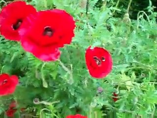 Bourdon sur coquelicots