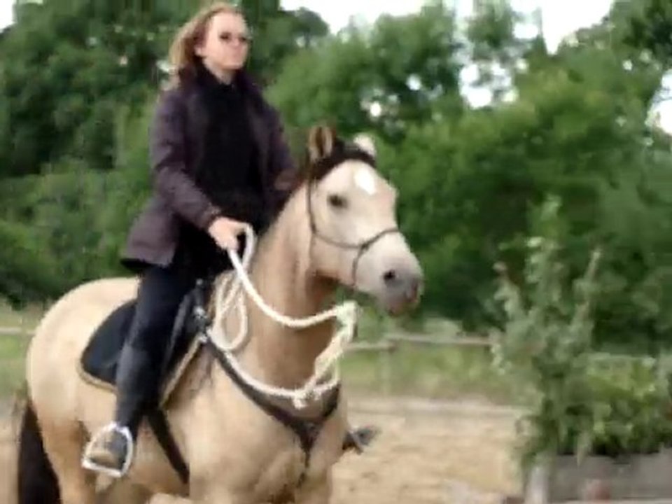 Travail extension d'encolure au trot + flexions au galop