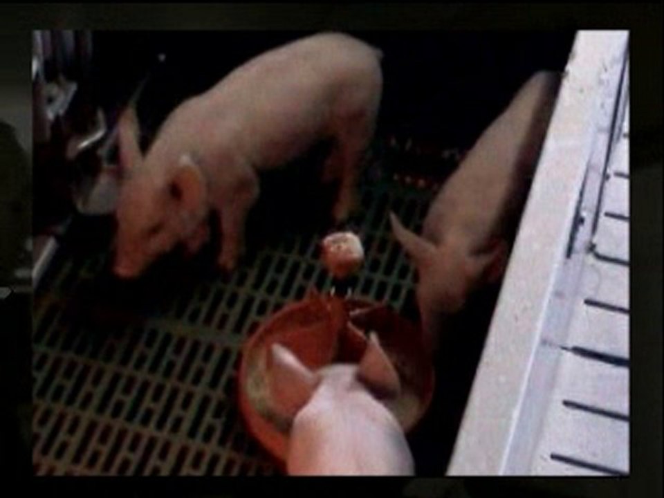 Découvrez FRIANDINE (Interview de Antoine LECHERBAULT)