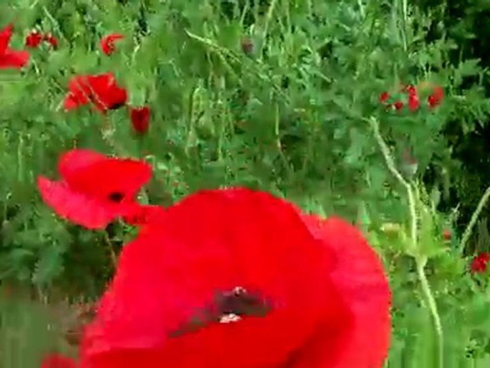 Abeilles et bourdons sur coquelicots