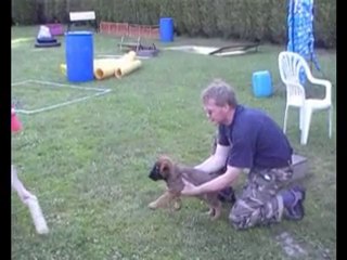 Puppies 7 weeks out of Gus x Bad