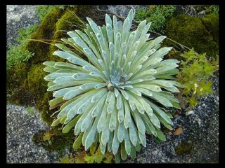 Mandalia Music: détente et relaxation en musique