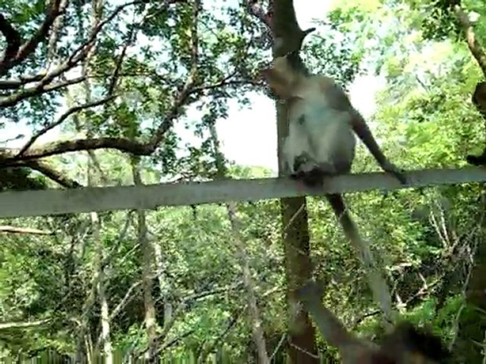 Sihanoukville - Macaque Crabier - Cambodge 2010