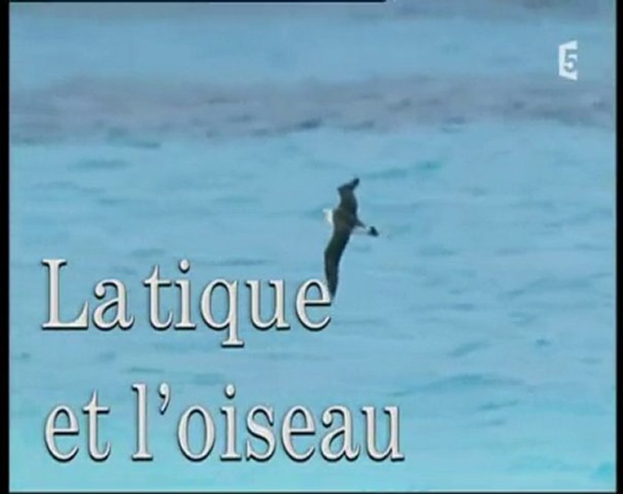 la tique et l'oiseau (1)