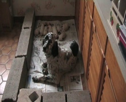 briska et ses petits de 4 semaines