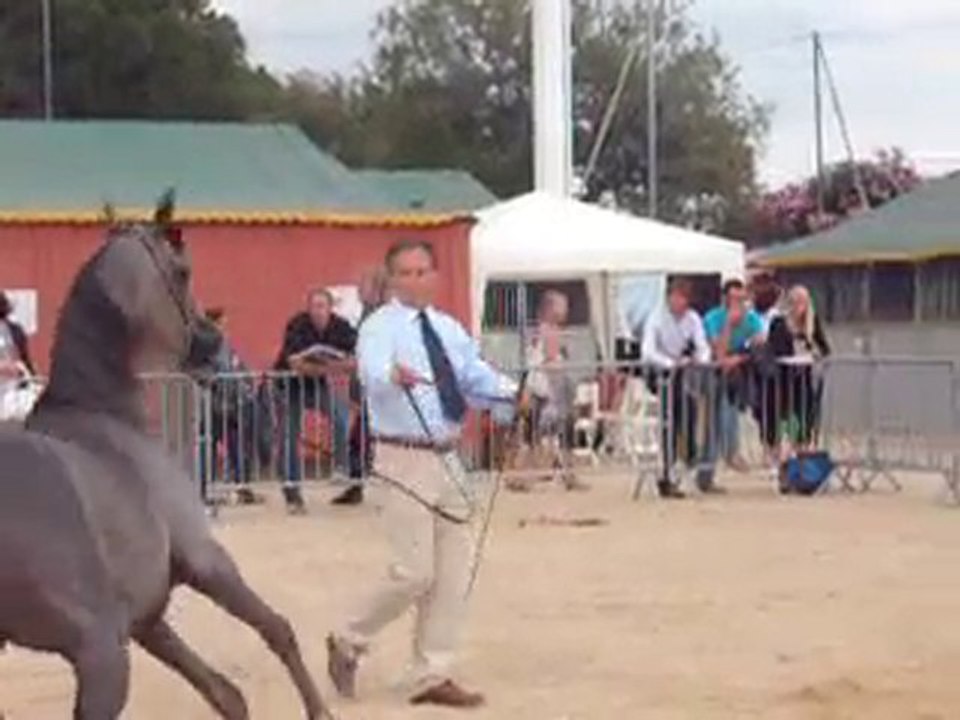pur sang arabe 2010