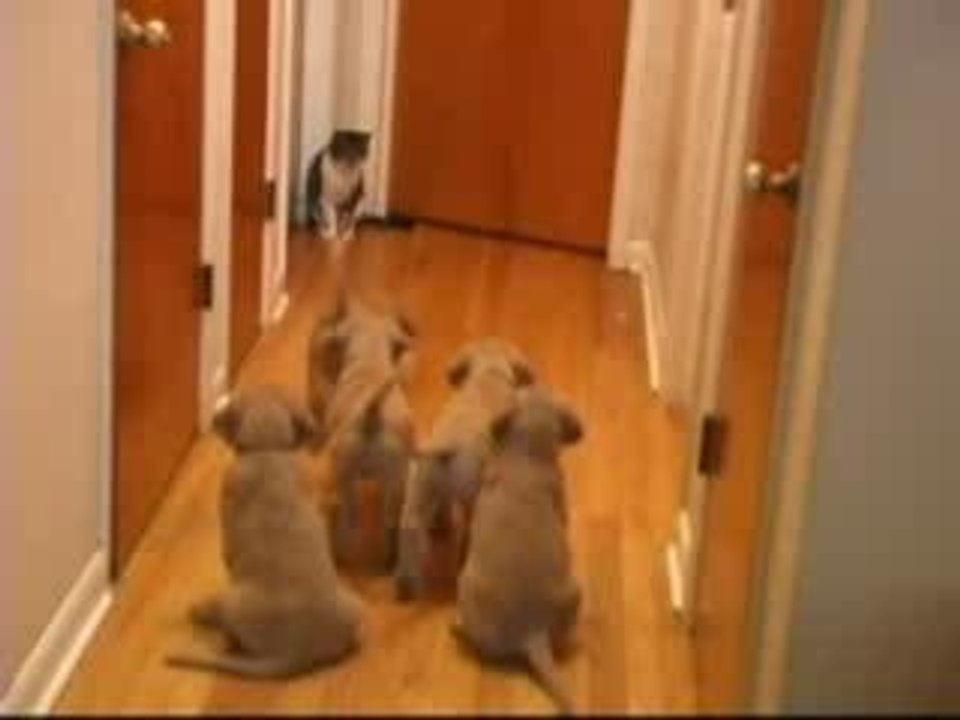 Puppys Vs. Cat Video