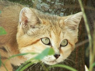 *Does anyone like MOSQUITOES??