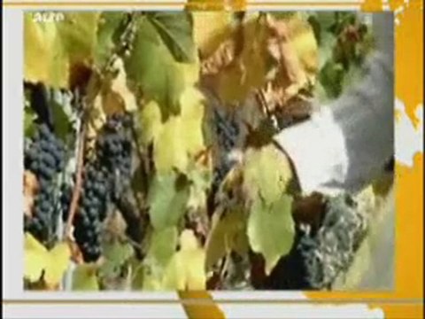 viticulteur : du bio dans le vin