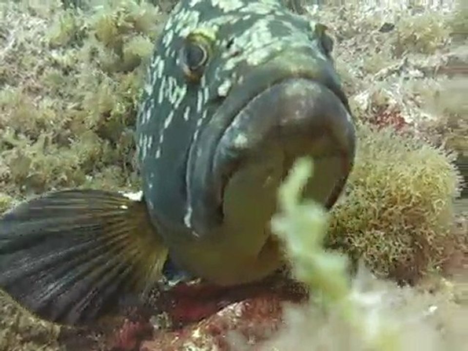 merou filmé de tres près