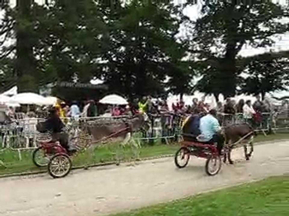 Courses d'ânes attelées au Plessis Robinson le 20 juin 2010