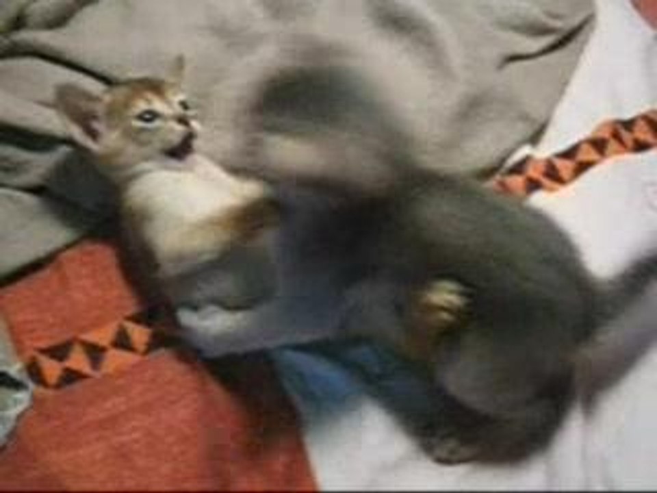 petit chatons