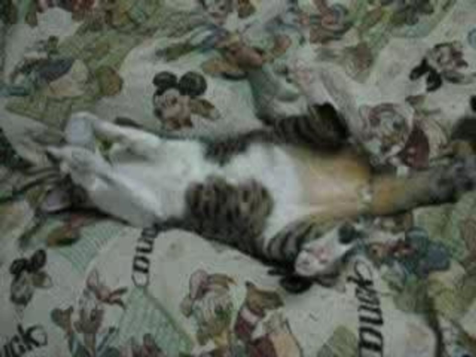 Chat qui boit du lait