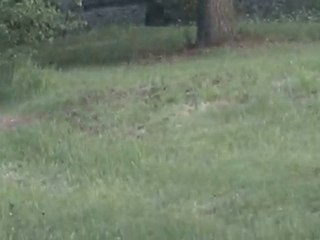 LIEVRE SUR UNE ROUTE DU PUY- DE- DOME VERS 19 HEURES