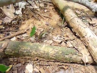 Nos amies les fourmis, Parc Madidi, Bolivie.