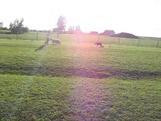 Deuxieme cours de herding