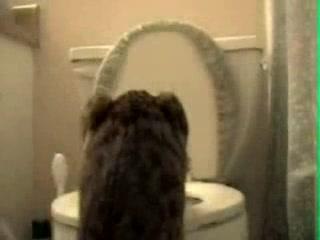 Chat trés propre mdr