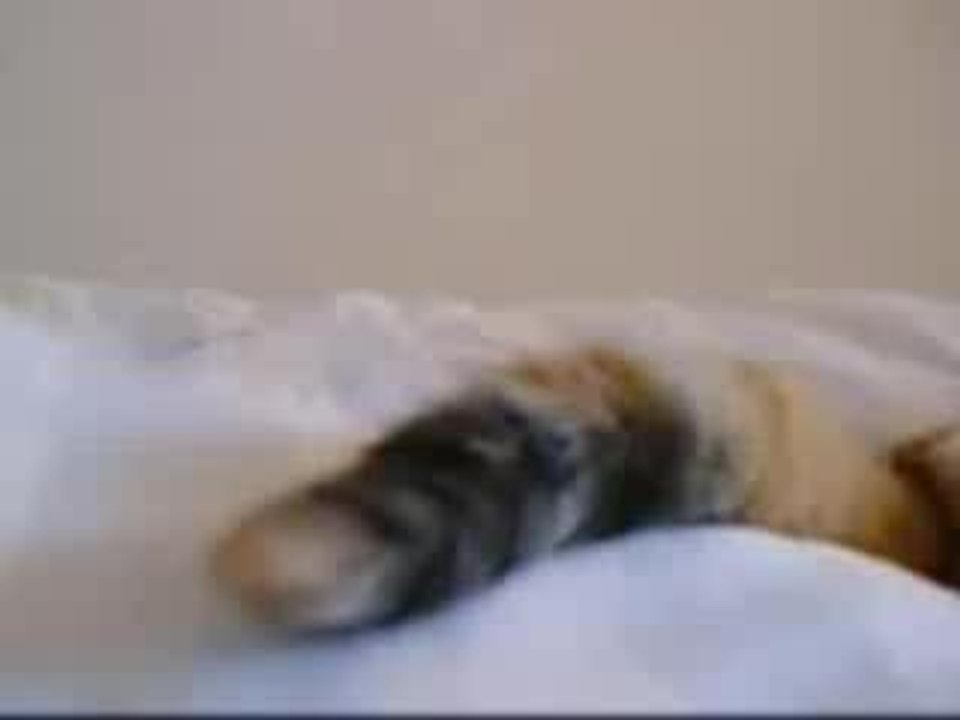 Tout simplement un chat heureux