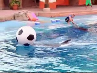 Football-playing dolphins entertain World Cup fans