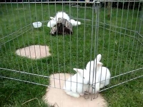 MOV01809 lapin nain bélier angora teddy