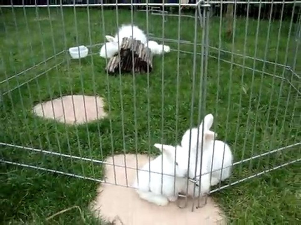 MOV01809 lapin nain bélier angora teddy