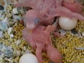 perruchons le 22.06.10