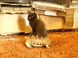 Gattino sul tartaruga express