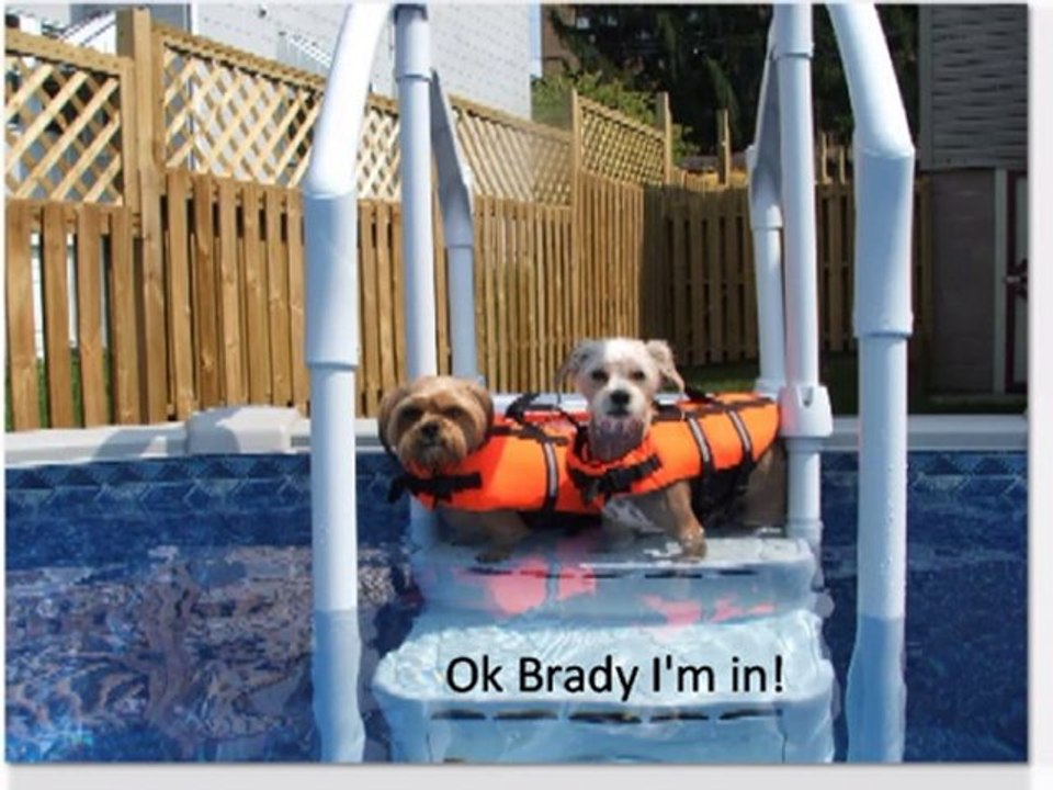 Custom Dog collars, collar, Personalized collars, Leather