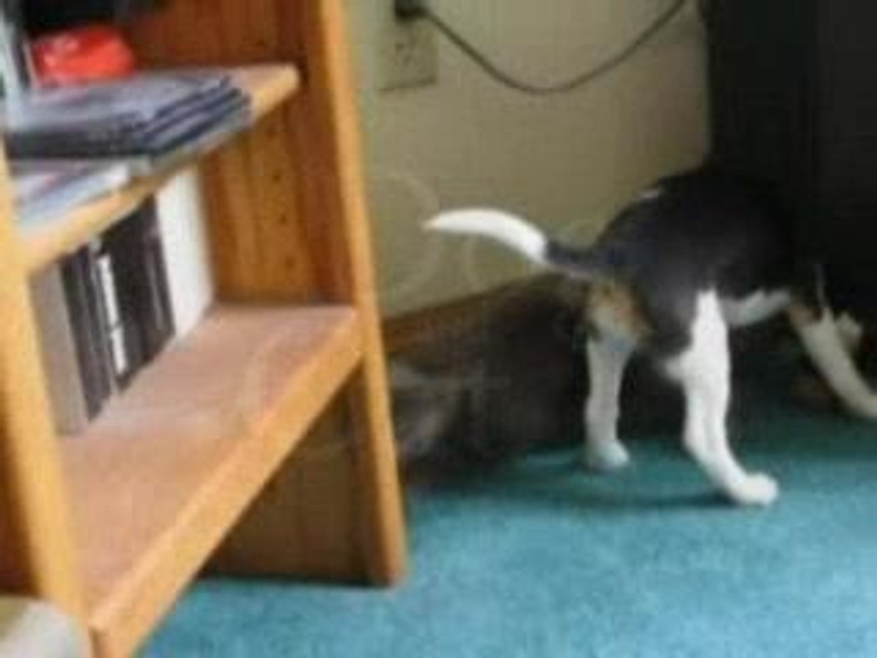 Guerre guerre entre chien et chat mdr