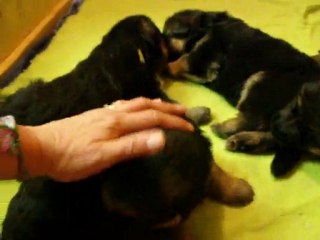 21 juin 10 chiots de bellis à 18 jours