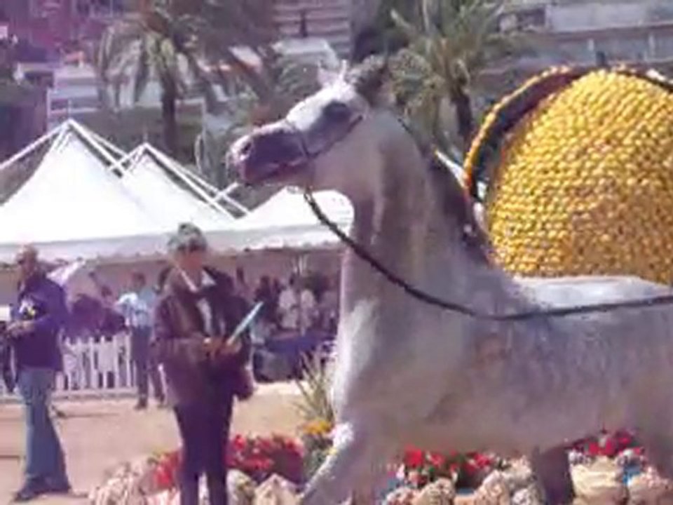 championnat de pur sang arabe 2010