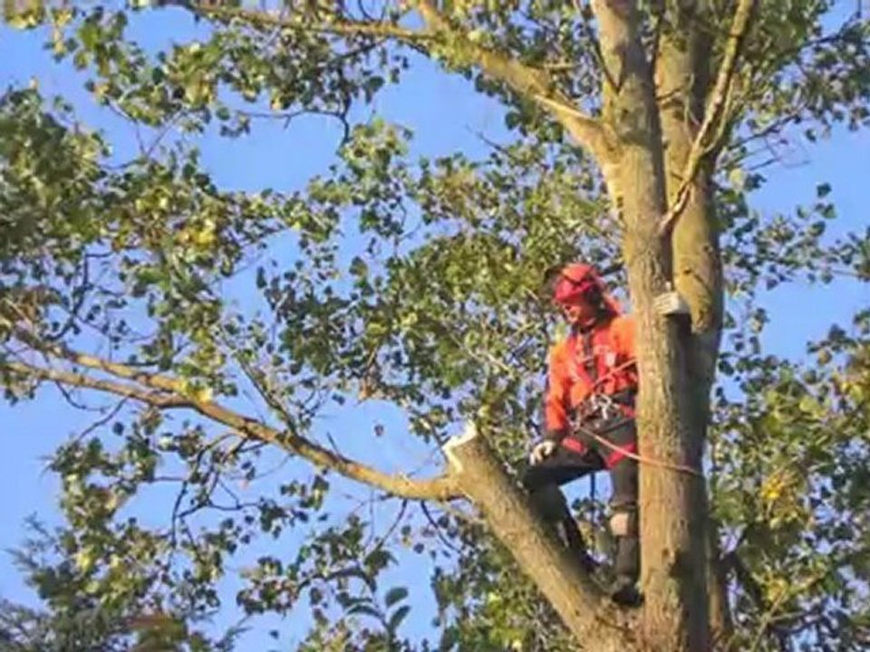 Træfældning Sjælland Holbæk Hovedstadens Haveservice Og ...