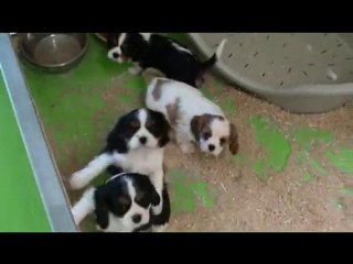 chiots de baya a 8 semaines