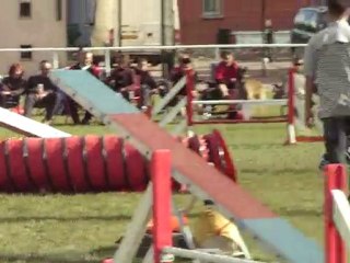 mali hongrois  ouveillan