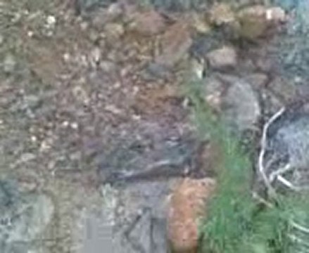 Ra3nassare.talilite bni oulichek nador rif maroc.+