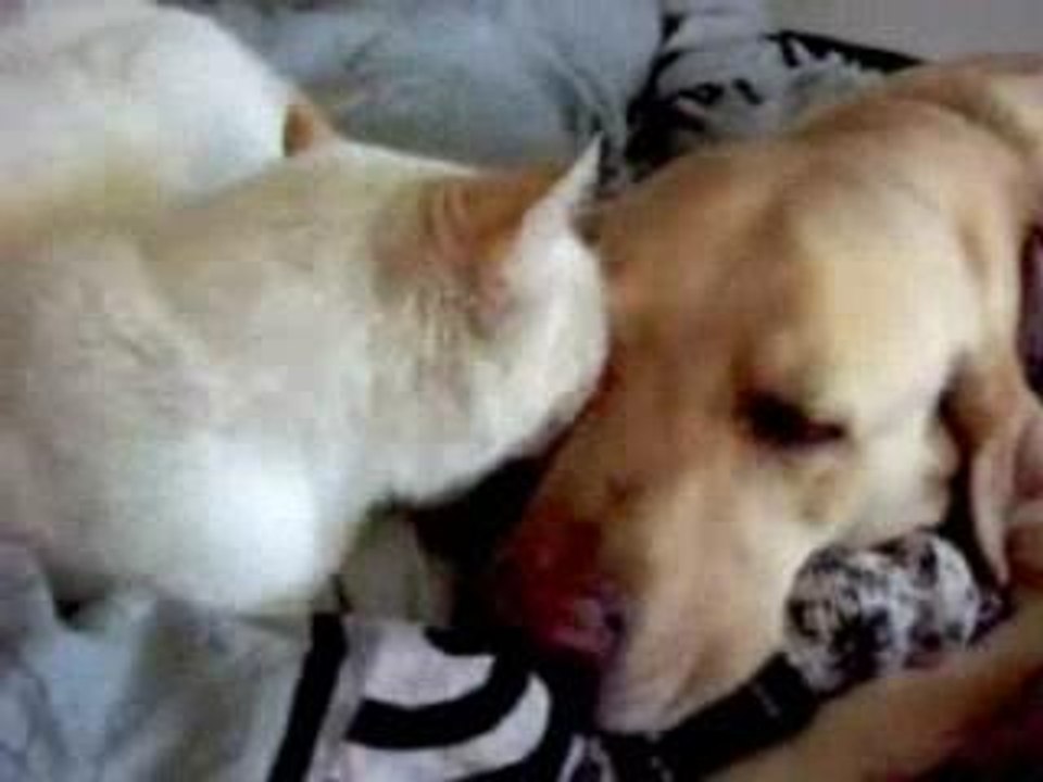 Dog and Cat Love