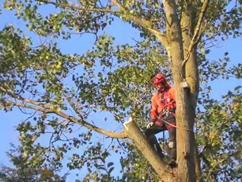 Træfældning København Valby Hovedstadens Haveservice Og ...