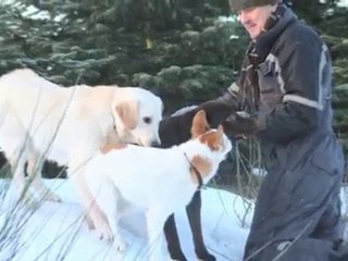 Hundekennel Jylland Vemb Dyreservice