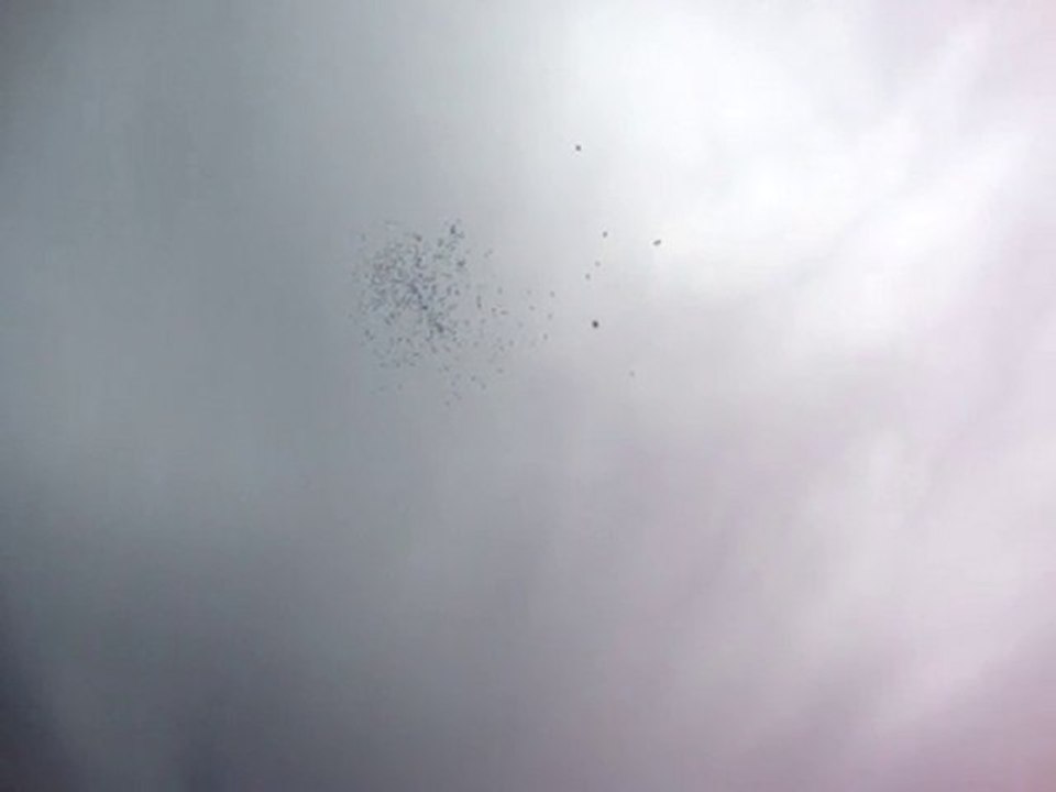 JEA 2010 090  sylvette33